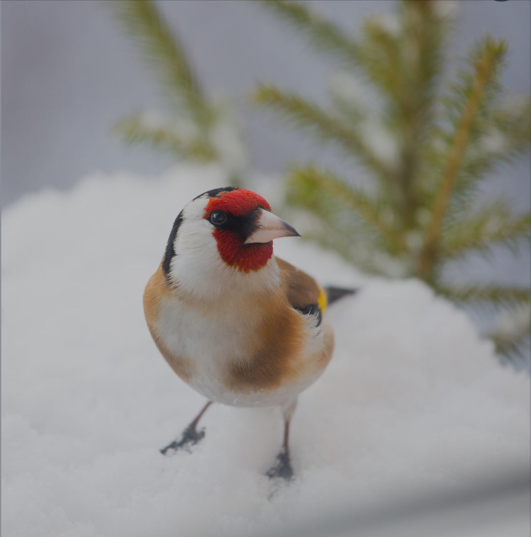 Sock Set Sock High Twist - Candy -