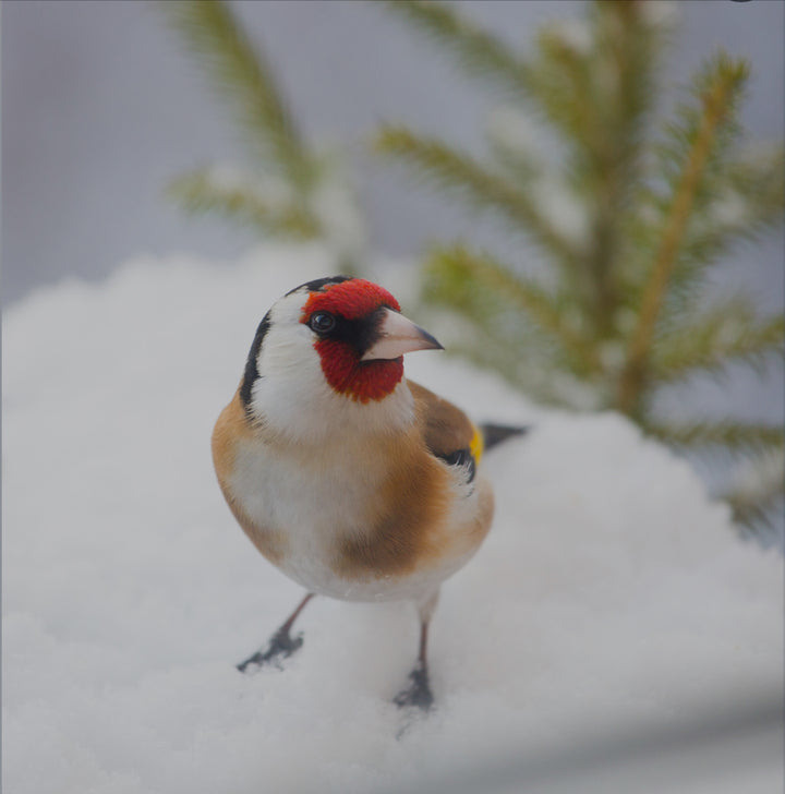 Sock Set Sock High Twist - Candy -