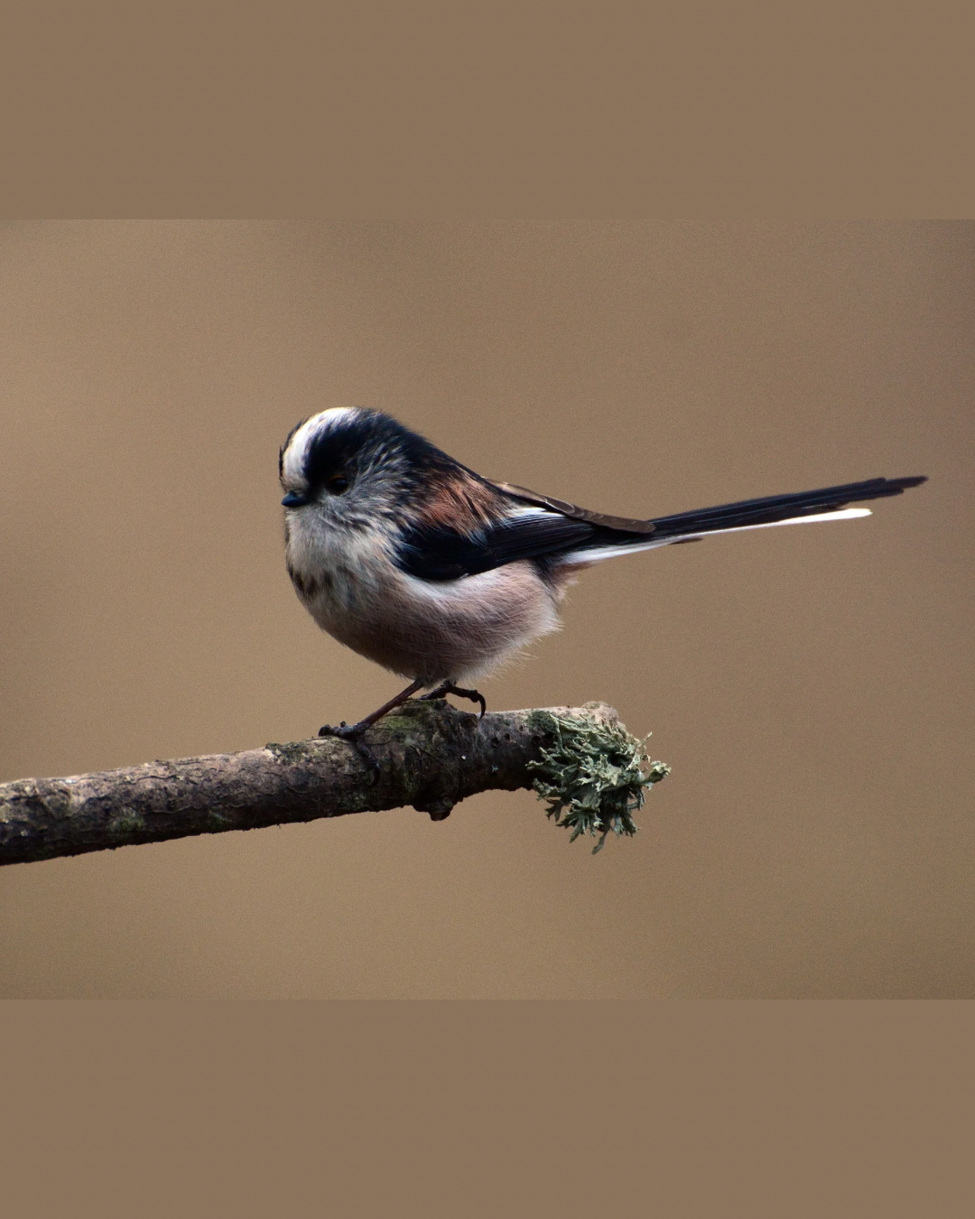 Sock Set Sock High Twist - Long-tailed Tit -